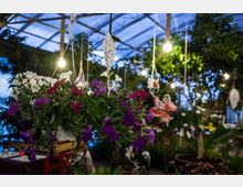 Serra o vivaio con tetto trasparente e illuminazione a lampadine sospese, con cesti appesi di fiori viola e bianchi in primo piano. Sullo sfondo si vedono numerose piante verdi e decorazioni pendenti tra la vegetazione.