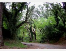 51857-photo-parco-nazionale-circeo-201-jpgjpg