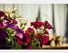 Primo piano di fiori in vaso, con petunie rosse, viola e bianche in un ambiente esterno illuminato dal sole. Sullo sfondo sfocato si intravedono strutture verticali chiare, probabilmente una parete o una recinzione.