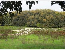 560-c2cbd74be410685d06667f5c3bce0cc9jpg