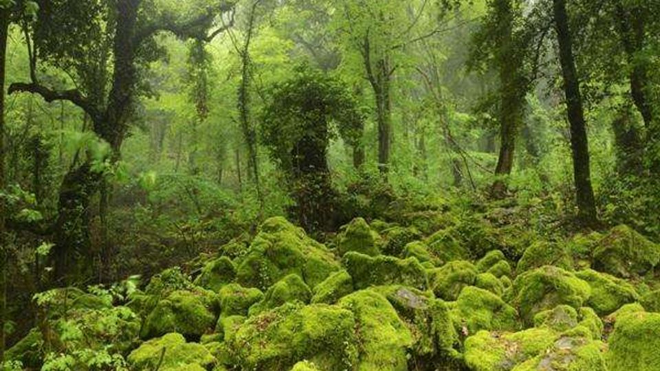 Bosco fitto con alti alberi e sottobosco rigoglioso, attraversato da luce diffusa tra le fronde. In primo piano, rocce e massi ricoperti di muschio verde che formano un terreno irregolare.