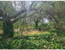 Area boschiva fitta con grandi alberi dai rami ricadenti che formano una volta sopra il terreno. Il suolo è coperto da edera e vegetazione spontanea, con luce solare filtrata tra le fronde.