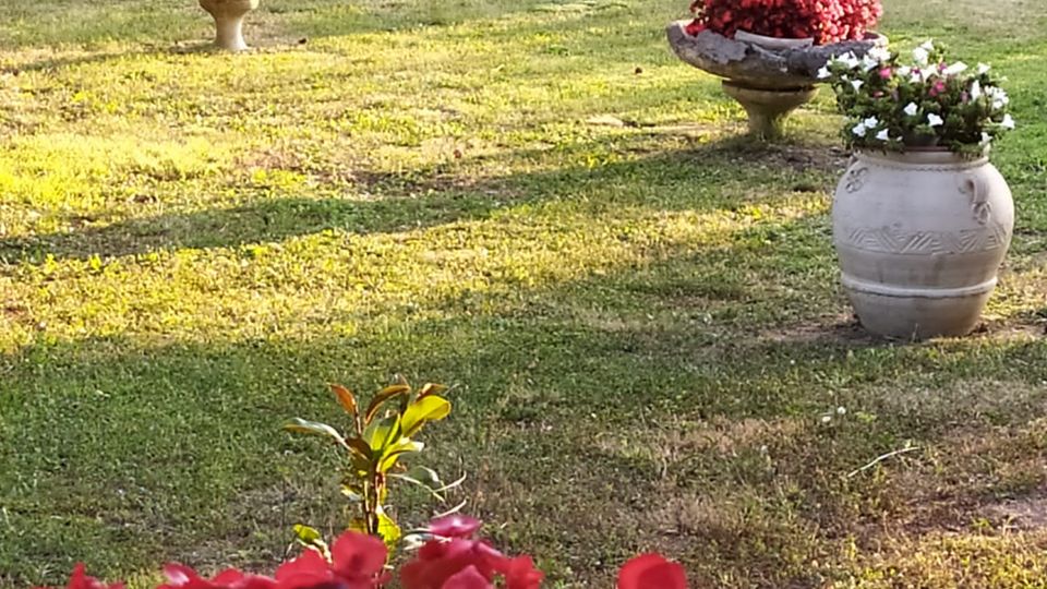 Giardino con prato e siepi sullo sfondo, con grandi vasi e coppe ornamentali disposti sul terreno e riempiti di fiori colorati. In primo piano si vede un’aiuola di fiori rossi, mentre in alto rami di un albero ombreggiano la scena.