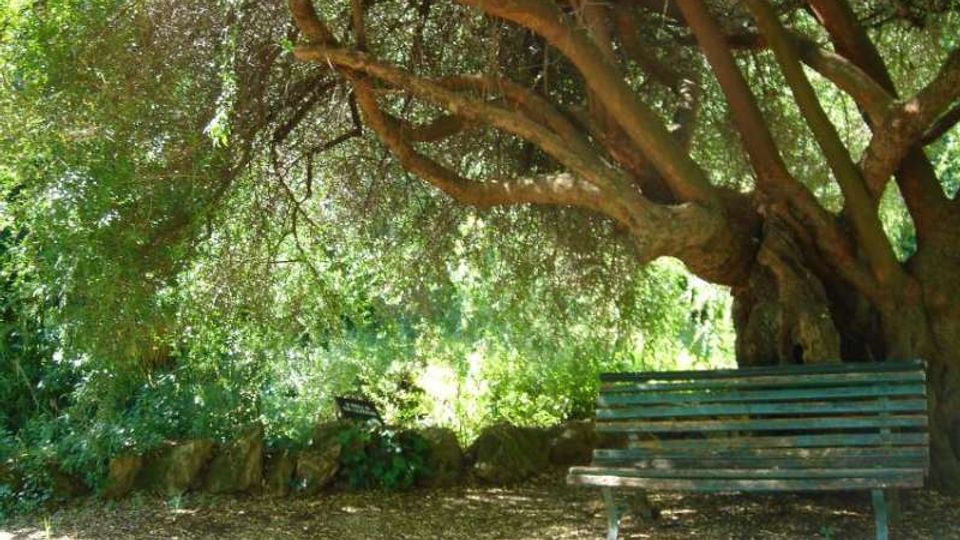 Panchina in legno in un’area ombreggiata di parco, sotto un grande albero dai rami bassi e dal tronco massiccio. Sullo sfondo si vedono vegetazione fitta e un basso muretto in pietra lungo il terreno.