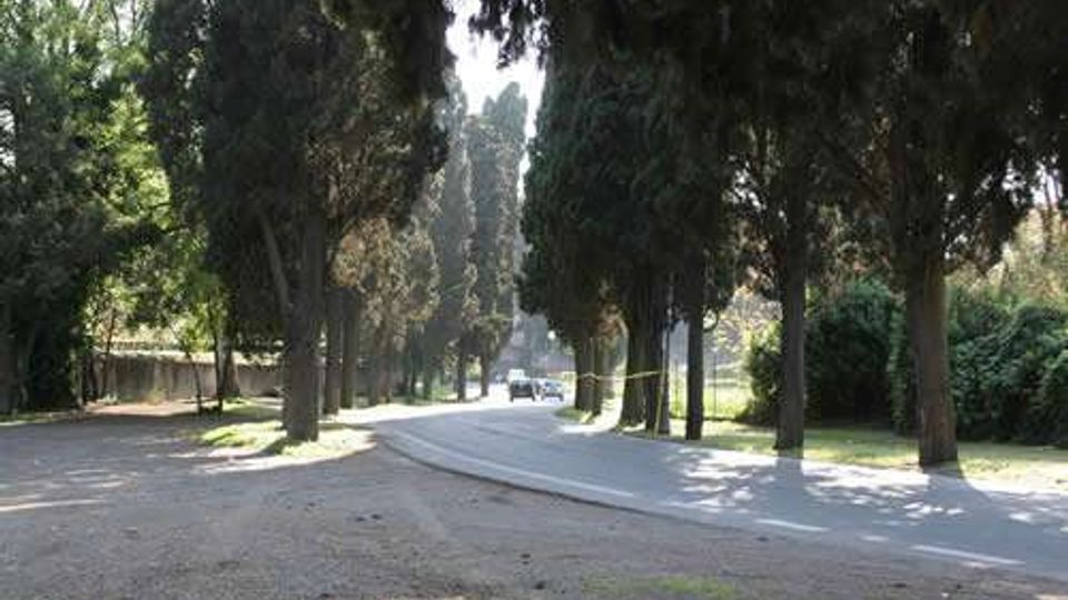 Strada asfaltata leggermente curva fiancheggiata da alti alberi sempreverdi che formano un viale ombreggiato. Ai lati si vedono aree verdi e tratti di terreno sterrato, con vegetazione e una barriera bassa sullo sfondo.