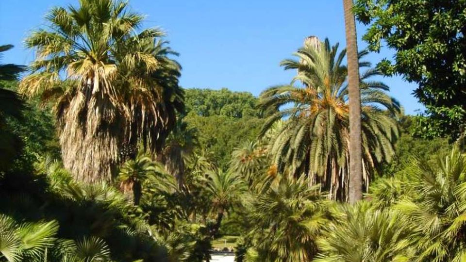 Viale sterrato in un parco, fiancheggiato da palme e vegetazione tropicale densa. Sullo sfondo si vedono alberi alti e cielo limpido.