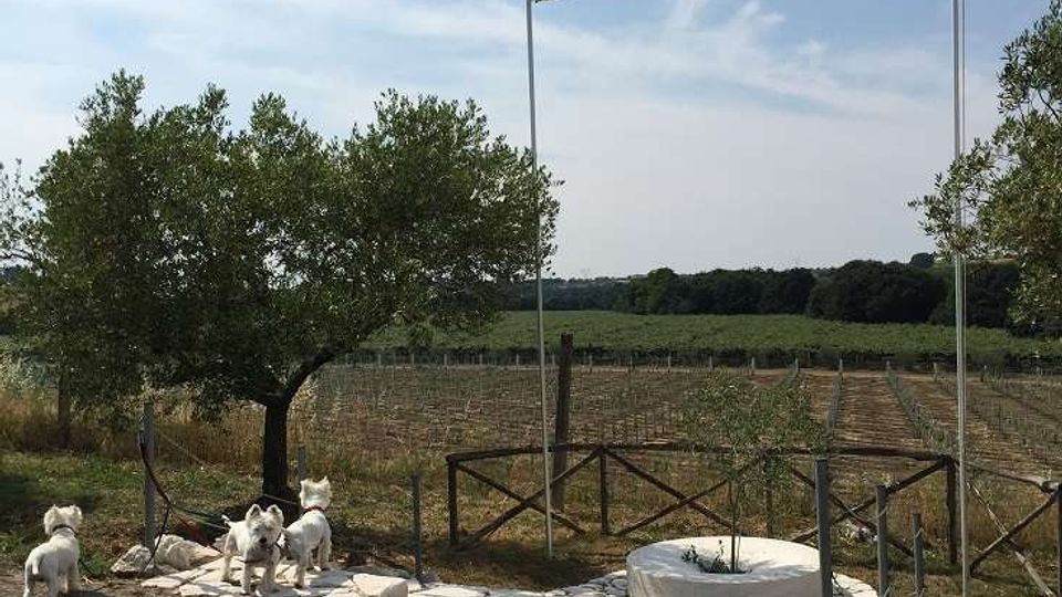 Area rurale con campo coltivato e filari sullo sfondo, delimitata da una staccionata in legno e pietre bianche vicino a una strada asfaltata. Due alti pennoni con bandiere italiana e dell’Unione Europea si trovano accanto a un ulivo e a una piccola aiuola circolare.