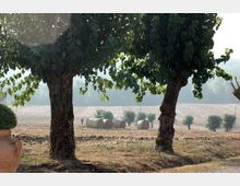 Paesaggio rurale con due grandi alberi in primo piano che incorniciano un campo arato sullo sfondo, con rotoballe di fieno e una fila di piccoli alberi. Luce bassa con foschia in lontananza e terreno erboso secco in primo piano.