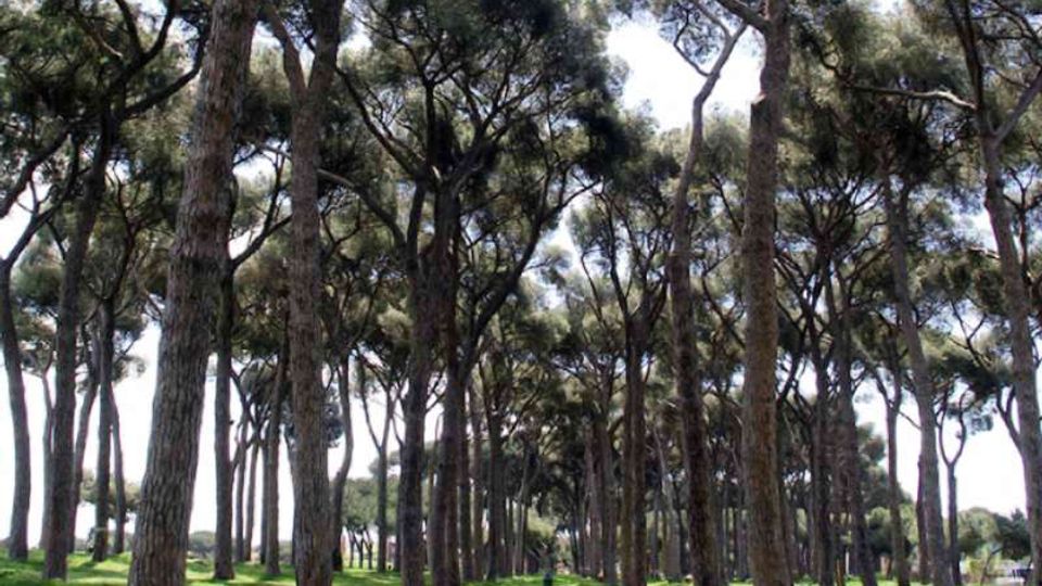 51912-photo-parco-del-pineto-roma-jpgjpg