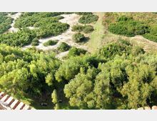 Vista dall’alto di un’area naturale con vegetazione fitta e macchia mediterranea, attraversata da sentieri sterrati chiari e radure sabbiose. In basso si vede una fascia di alberi più alti e, sul bordo sinistro, una struttura lineare con elementi ripetuti.