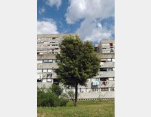 Grande albero in primo piano in un’area erbosa, con sullo sfondo un complesso di palazzi residenziali multipiano in cemento con file di finestre e balconi. Il cielo è parzialmente nuvoloso sopra gli edifici.
