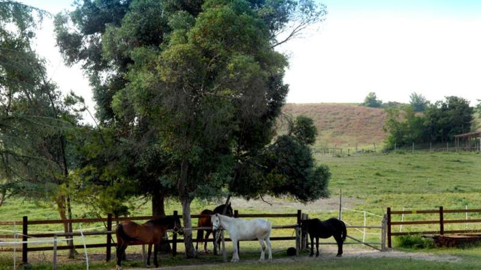 Recinto rurale con staccionate in legno e un grande albero al centro, circondato da prato verde. Sullo sfondo si vedono colline erbose con una recinzione e un’area agricola aperta.