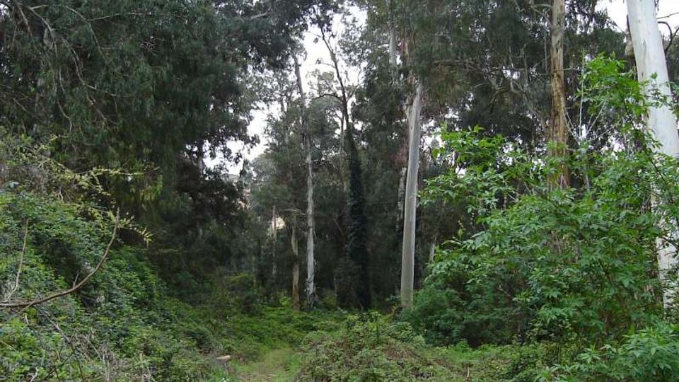 51790-photo-cellulosa1-jpgjpg