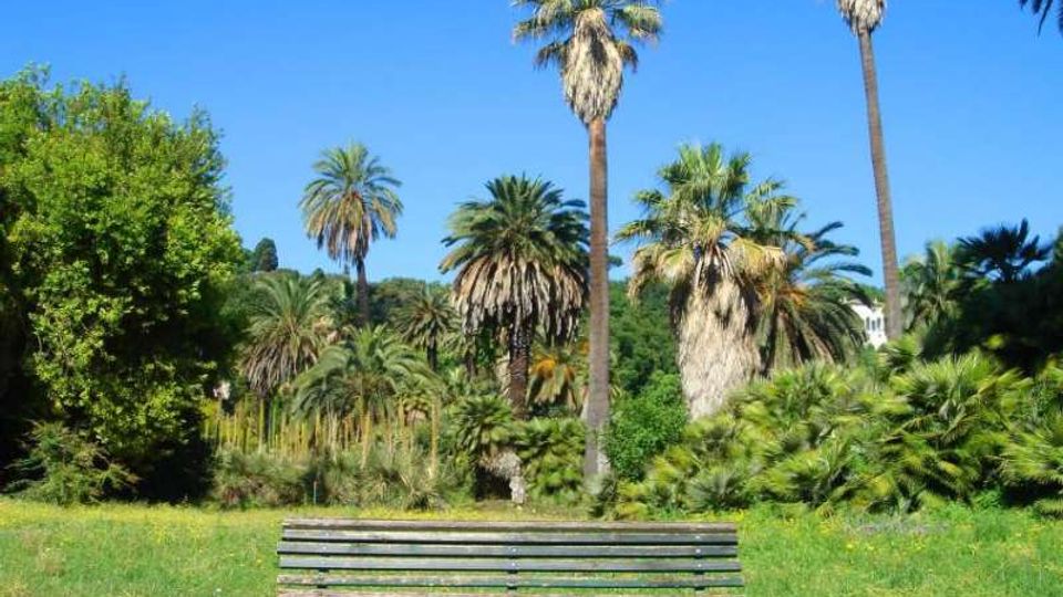 Panchina di legno in primo piano in un parco con prato e vegetazione rigogliosa. Sullo sfondo si vedono numerose palme alte e alberi sotto un cielo azzurro limpido.