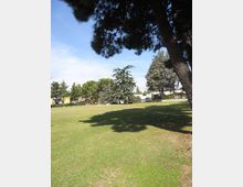 Ampio prato in un parco con alberi alti e sempreverdi, con i rami di un grande pino in primo piano che proiettano ombre sull’erba. Sullo sfondo si vedono una recinzione bassa e alcuni edifici bassi lungo il margine dell’area verde.