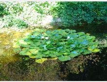 Piccolo stagno o corso d’acqua tranquillo con un grande gruppo di ninfee verdi e alcuni fiori bianchi in superficie. Sulle sponde si vede vegetazione fitta e alberi che ombreggiano l’acqua.