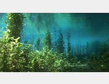 58303-photo-mn-laghetto-parco-dei-mulini-subacquea-jpgjpg