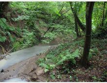 51891-photo-formello-fosso-dei-costaroni-jpgjpg