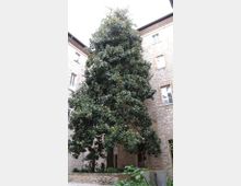 Cortile interno con un grande albero sempreverde al centro, circondato da un’aiuola in pietra e vegetazione bassa. Intorno si vedono alti edifici in pietra con finestre rettangolari e gronde in legno.