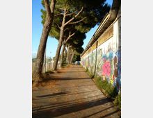 Vialetto asfaltato in un’area esterna, fiancheggiato a sinistra da alti pini e a destra da un lungo edificio con pareti coperte di graffiti colorati. Sullo sfondo si intravedono recinzioni e strutture sportive, con ombre degli alberi che attraversano il percorso.