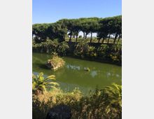 Laghetto artificiale con acqua verde e una piccola isola di vegetazione al centro, circondato da palme e arbusti. Sullo sfondo si vede una fila di alti pini marittimi lungo l’argine sotto un cielo sereno.