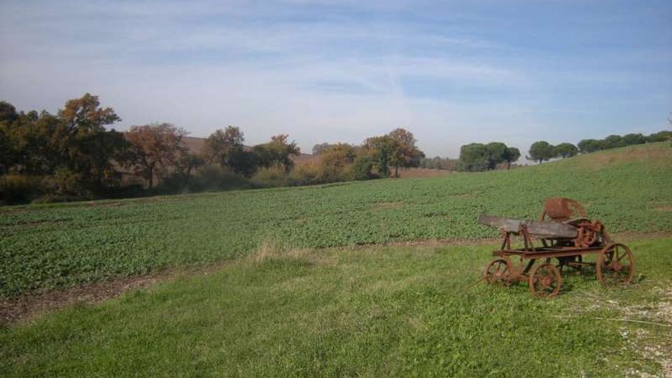 Ampio paesaggio rurale con campi coltivati e prato in primo piano, delimitato da una fila di alberi sullo sfondo sotto un cielo azzurro. Sulla destra si vede un vecchio attrezzo agricolo in metallo arrugginito con ruote.