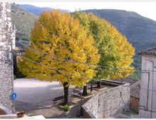 Piazzetta di un borgo in montagna con alberi a foglia gialla e verde al centro, panchine e lampione lungo un muretto in pietra. Sullo sfondo si vedono tetti e pendii montuosi, con cavi elettrici che attraversano la scena.
