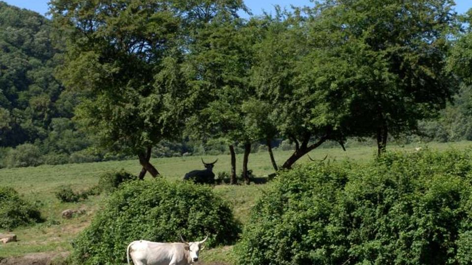 Pascolo rurale con alberi sparsi e cespugli lungo un piccolo corso d’acqua, con colline boscose sullo sfondo sotto un cielo sereno. In primo piano si vede un campo erboso vicino alla riva.