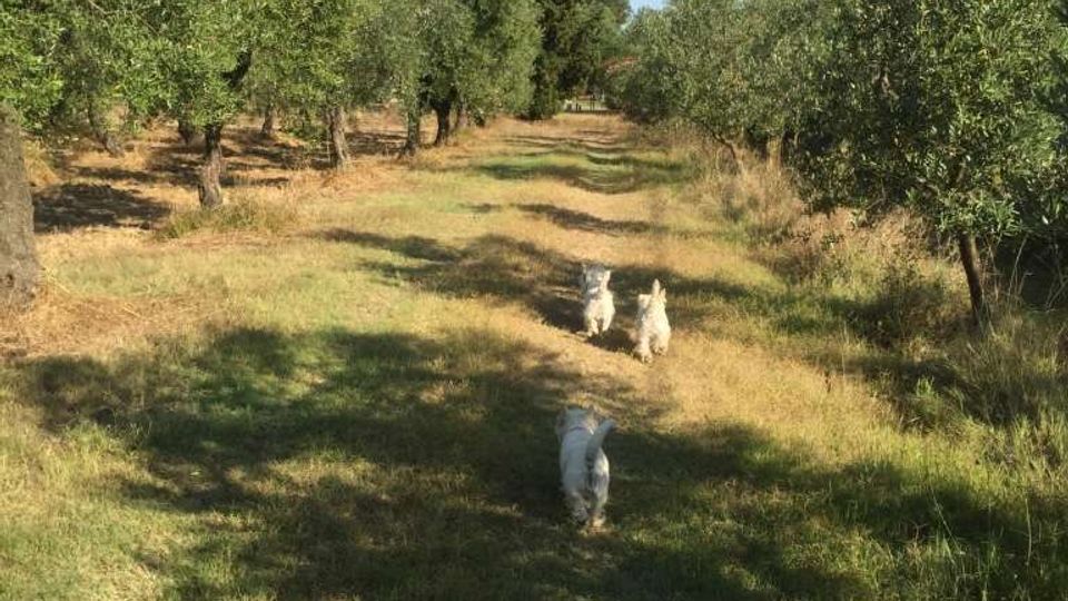 Viale erboso tra filari di ulivi in un oliveto, con terreno asciutto e ombre degli alberi. Sullo sfondo si vede un alto albero sempreverde sotto un cielo sereno.