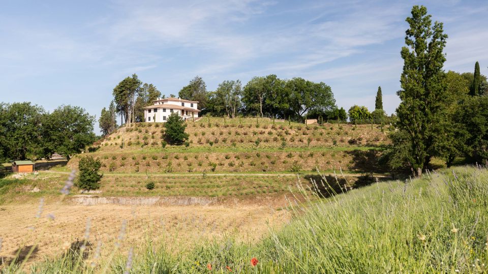Casa di campagna su una collina con campi terrazzati coltivati e filari di piante, circondata da alberi. In primo piano prato con erba alta e fiori spontanei, sullo sfondo cielo sereno.