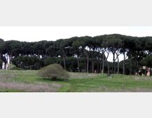 51910-photo-p4210022-pineto-copia-e1463139208248-jpgjpg