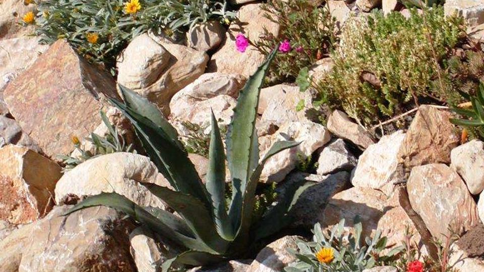 Giardino roccioso con pietre chiare e piante succulente tipo agave, affiancate da piccole fioriture gialle e viola. Sullo sfondo si vede un muretto in mattoni e altra vegetazione bassa.