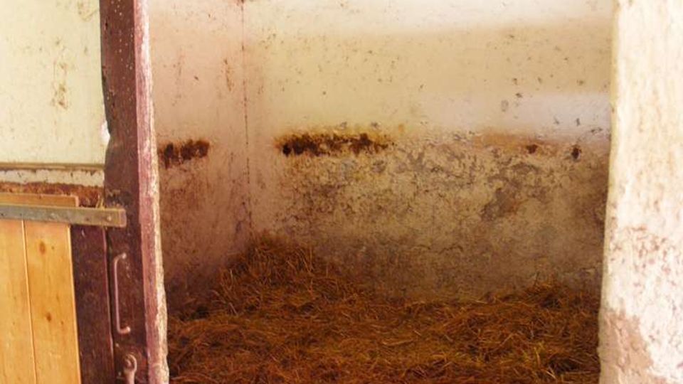 Interno di una stalla con box vuoto, pavimento coperto di paglia e pareti intonacate segnate da macchie e usura. Si vede una porta in legno e metallo a sinistra e una piccola finestra alta con grata per l’aerazione.