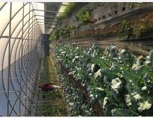 Interno di una serra a tunnel con struttura ad archi e copertura traslucida, attraversata da un corridoio centrale. Su un lato si vedono lunghe file di ortaggi a foglia e, sulla parete, contenitori e supporti per la coltivazione verticale di piante.