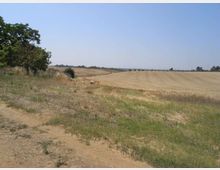 Ampio paesaggio rurale con campi coltivati e prati secchi in lieve pendenza, attraversati da una traccia di terra. Sulla sinistra ci sono alcuni alberi e cespugli, con l’orizzonte piatto sotto un cielo sereno.
