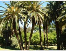 Gruppo di alte palme con tronchi scuri e chiome ampie in un parco soleggiato, con prato verde e vegetazione fitta sullo sfondo. Cielo azzurro visibile tra le fronde.