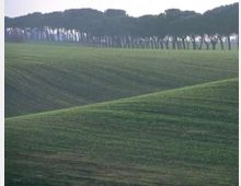 52033-photo-tenutadeimassimi05-jpgjpg