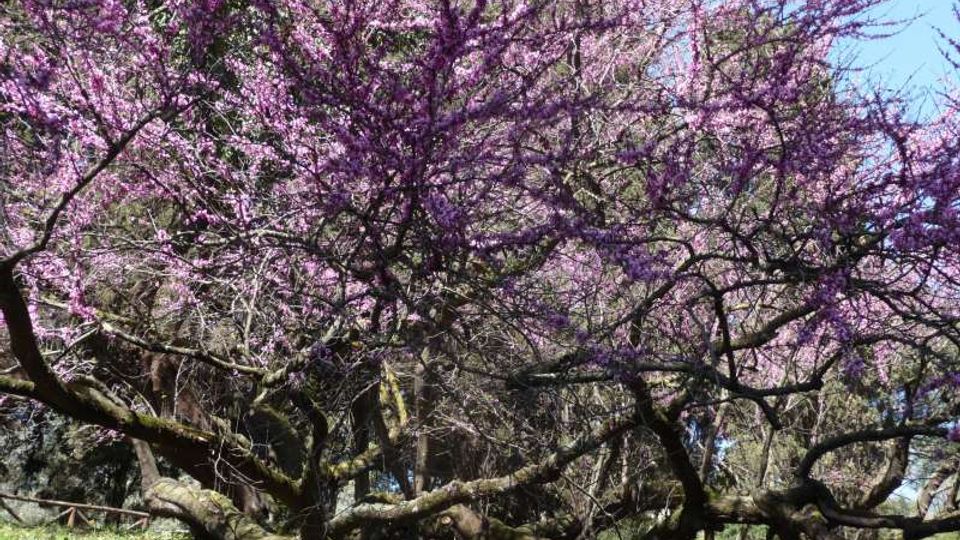 56842-photo-01-foto-albero-giuda-palatino-jpgjpg