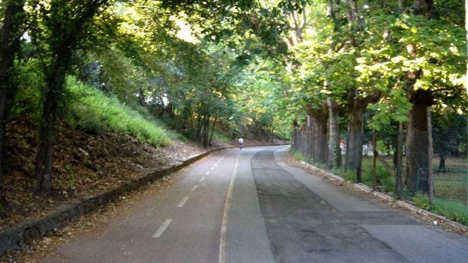 Viale asfaltato curvo in un parco alberato, con corsia segnata da linee tratteggiate e bordo in cemento. Ai lati ci sono una scarpata con foglie e vegetazione e una recinzione tra gli alberi, con luce filtrata dalla chioma.