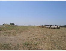 Campo agricolo pianeggiante con erba secca e terreno spoglio in primo piano, sotto un cielo sereno. Sul lato destro sono visibili rotoballe di fieno allineate, con una linea di alberi e costruzioni basse all’orizzonte.