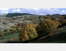 51844-photo-32156154dff1ca2edf2f30fecb24e38c-jpgjpg