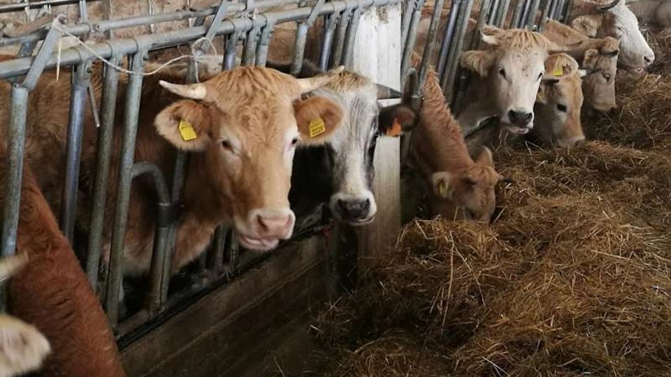 Interno di una stalla con una fila di bovini nelle poste, separati da strutture metalliche e mangiatoie. Sul pavimento e lungo il corridoio centrale si vede paglia e fieno, con pareti in muratura sullo sfondo.