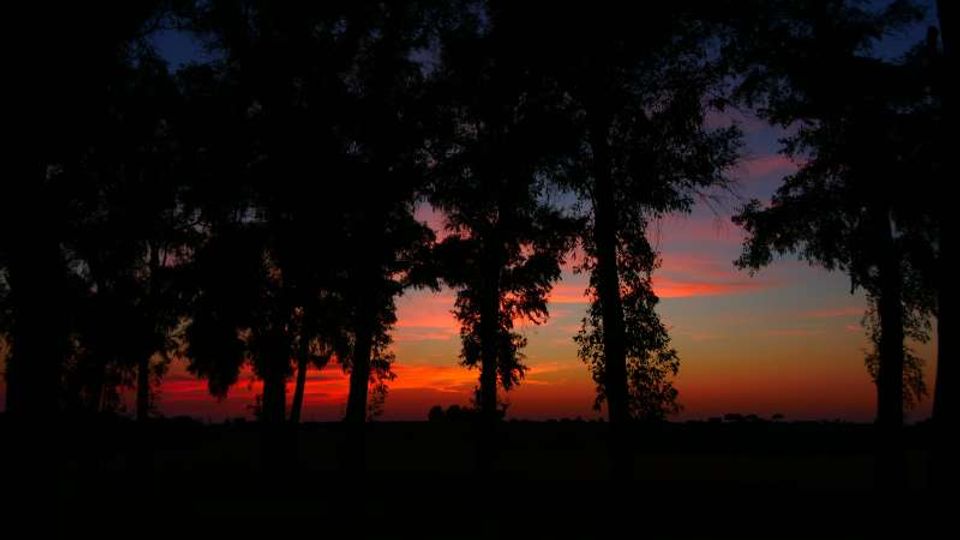 Silhouette di alberi alti lungo un terreno pianeggiante, in controluce contro un cielo al tramonto con sfumature rosse, arancioni e viola. Orizzonte basso e paesaggio aperto sullo sfondo.