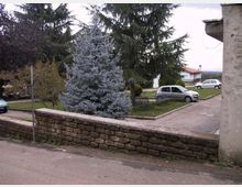 Area verde residenziale con un grande abete blu al centro, panchine e vialetti, delimitata da un muretto in pietra in primo piano. Sullo sfondo si vedono auto parcheggiate, alberi alti e alcuni edifici bassi ai margini della strada.