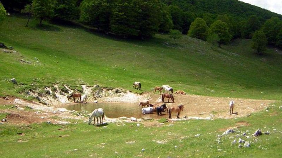 51848-photo-cavalli-800-jpgjpg