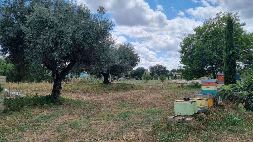 Campo rurale con ulivi e terreno erboso, con alcune arnie colorate disposte sulla destra. Sullo sfondo si vedono altri alberi, qualche edificio distante e un cielo azzurro con nuvole sparse.