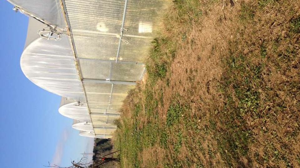 Fila di serre agricole con copertura in plastica traslucida e struttura metallica, viste di lato lungo un terreno erboso e in parte brullo. Sullo sfondo si intravedono alberi e un cielo sereno.