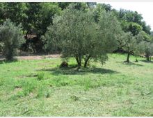 Oliveto su un prato erboso in leggera pendenza, con più alberi di ulivo distanziati e chiome argentate. Sullo sfondo si vede una fitta area boschiva che delimita il campo.