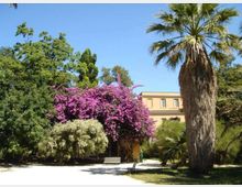 Giardino urbano con sentieri chiari, una panchina e vegetazione mediterranea, tra cui una grande palma in primo piano e cespugli fioriti viola e bianchi. Sullo sfondo si vede un edificio a due piani color beige con finestre.