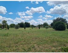 Ampio prato in un’area verde aperta con alberi e cespugli sparsi, tra cui alcuni cipressi sottili e un grande arbusto rotondo sulla destra. Sullo sfondo si vede una struttura metallica e una linea di alberi sotto un cielo azzurro con nuvole bianche.